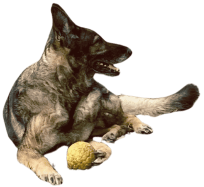 Dog with ball Image Dog with ball